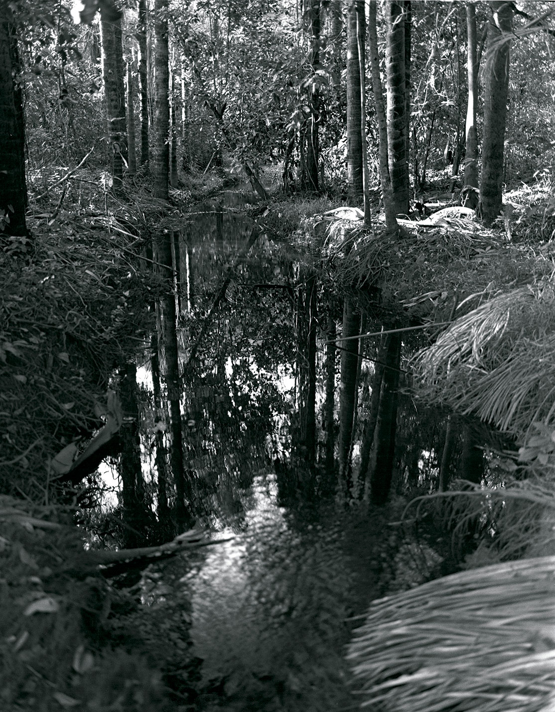 Un caño en el río Caroni